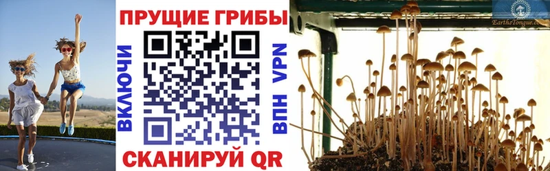 Псилоцибиновые грибы Psilocybe  где купить   Павлово 